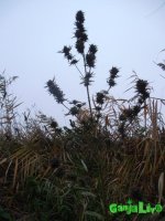 октябрь 2 весь.jpg