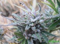 октябрь с мух.jpg