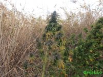 рашн с роздачи.jpg