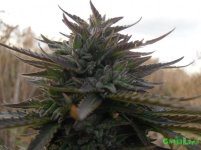 голова с раши.jpg