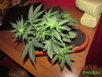 IMG_1794.JPG