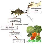 aquaponics_dzagi_1.jpg