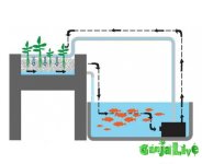 aquaponics_dzagi_3.jpg