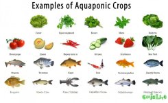 1aquaponics_dzagi_4.jpg