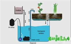1aquaponics_dzagi_6.jpg