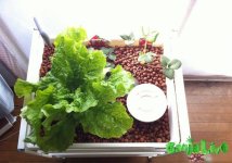 aquaponics_dzagi_17.jpg
