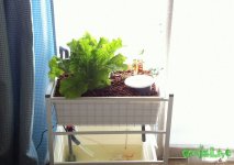 aquaponics_dzagi_19(1).jpg