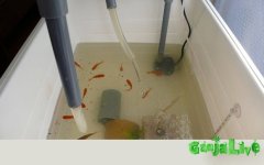 aquaponics_dzagi_20.jpg