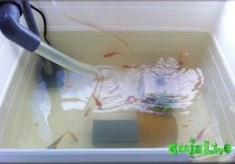 aquaponics_dzagi_22.jpg