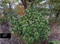 критикал.и лсд.jpg