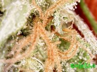 Fri Nov 18 18-11-12.jpg