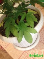 IMG_0674.JPG