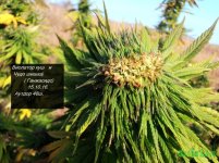 чудо шишка.jpg