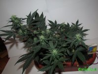 IM34G_1860.JPG