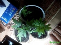 IMG_20161125_190121.jpg