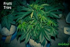 Frutti Trips 40k20v.jpg