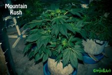Mountain Kush 40k20v.jpg