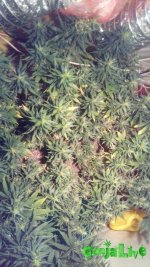 IMG_20161212_182433.jpg
