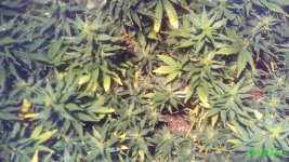 IMG_20161212_182443.jpg