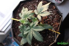 сверху.JPG сверху.JPG