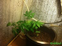 IMG_0855.JPG