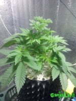 Ёлка 28.10.16.jpg