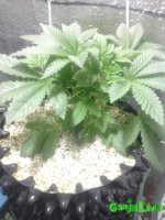 Экибана 28.10.16.jpg