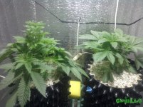 Дуэт 28.10.16.jpg