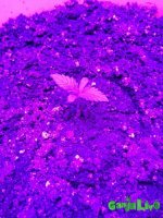 IMG_20161221_221250.jpg