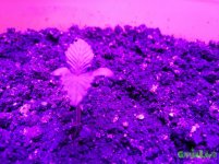IMG_20161221_221255.jpg