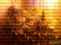 Ёлка 10.12.16.jpg