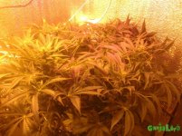 Экибана 10.12.16.jpg