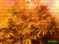 Ёлка 18.12.16.jpg