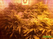 Экибана 18.12.16.jpg