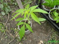 Afghan Kush.JPG