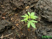 Easy Sativa.JPG
