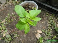 Hash Plant.JPG