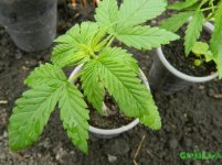 Critical Kush.JPG