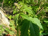 Big Bud.JPG