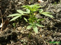 Easy sativa.JPG