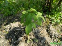 Hash Plant.JPG