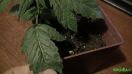 IMG_0729.JPG