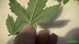 IMG_0735.JPG