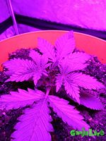 IMG_20161229_172335.jpg