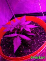 IMG_20161230_170302.jpg