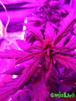 IMG_20161230_170257.jpg