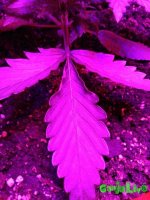 IMG_20161231_122848.jpg
