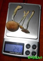 DSCN5288.JPG