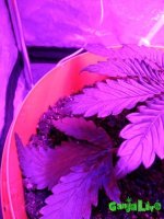 IMG_20170101_195413.jpg