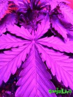 IMG_20170101_195415.jpg